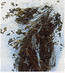 skægrester